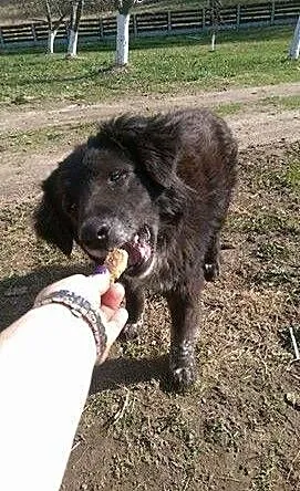 Collie psiak w typie border colie szuka wspaniałeg