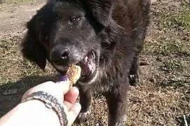 Collie psiak w typie border colie szuka wspaniałeg