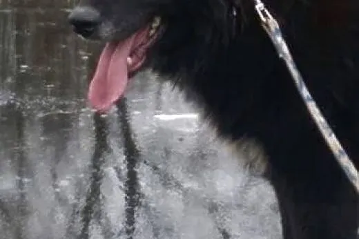 Collie psiak w typie border colie szuka wspaniałeg