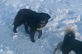 Collie psiak w typie border colie szuka wspaniałeg