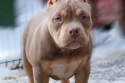 American Bully Pocket suka