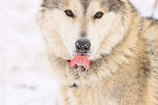 Piękny husky szuka nowego domu, wielkopolskie Poznań