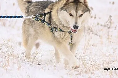 Piękny husky szuka nowego domu,  wielkopolskie Poz