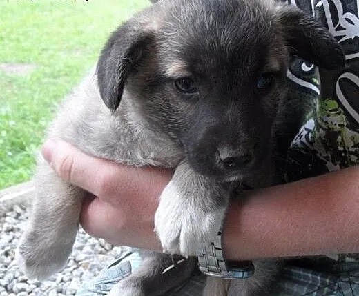 Ekler do adopcji, lubuskie Świebodzin