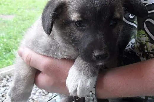 Ekler do adopcji,  lubuskie Świebodzin