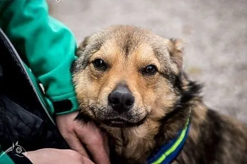 NIE KUPUJ, ADOPTUJ !!! Pionek czeka na Ciebie,  ma