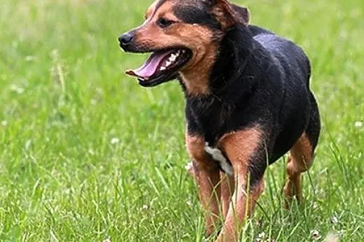 Niewielki Ptyś :),  wielkopolskie Kalisz