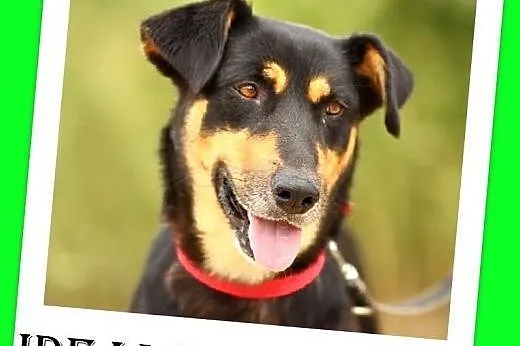 RADKA-pies marzenie,idealna,zrównoważona,łagodna.ADOPCJA,  dolnośląskie Wrocław