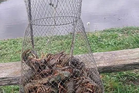 Raki żywe sprzedam rak, Kujawsko-pomorskie, Linowiec
