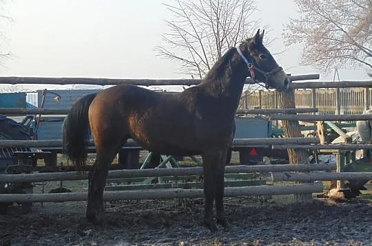 Sprzedam Konia