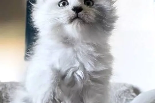 Maine Coon - kocurek po importach !!!