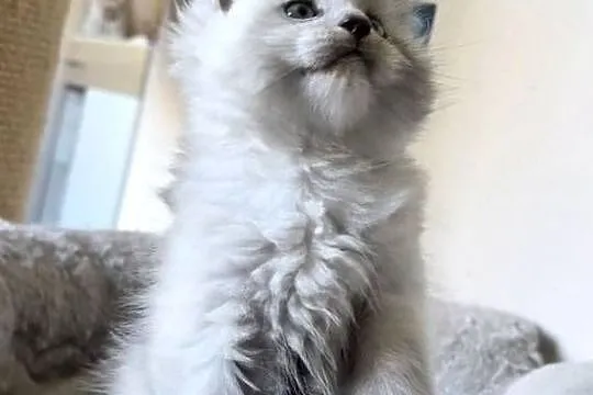 Maine Coon - kocurek po importach !!!, Dolnośląskie, Wińsko
