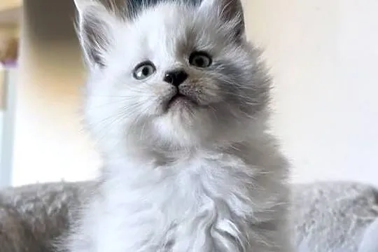 Maine Coon - kocurek po importach !!!, Dolnośląskie, Wińsko