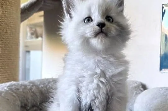 Maine Coon - kocurek po importach !!!, Dolnośląskie, Wińsko
