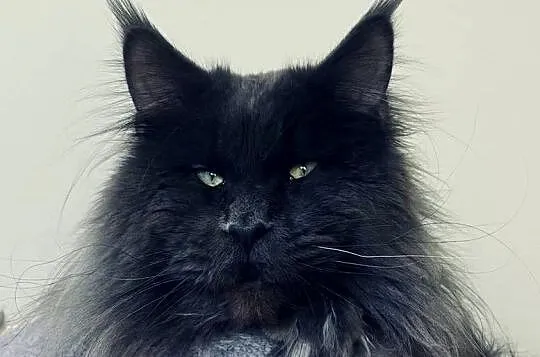 Maine Coon - kocurek po importach !!!, Dolnośląskie, Wińsko