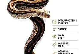 Boa constrictor samiec