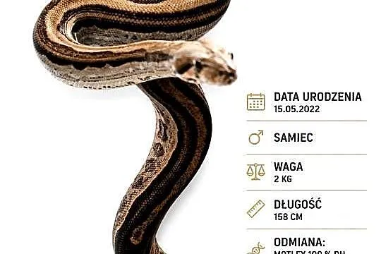 Boa constrictor samiec