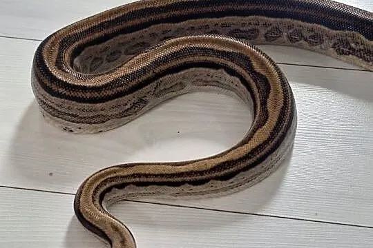 Boa constrictor samiec, Lubelskie, Lublin