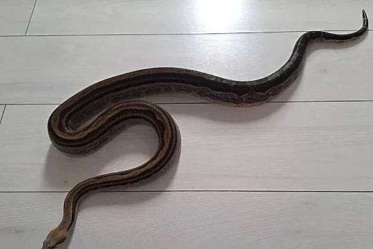 Boa constrictor samiec, Lubelskie, Lublin