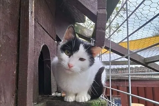 Cudna Marlenka, wyjątkowa koteczka szuka domu!
