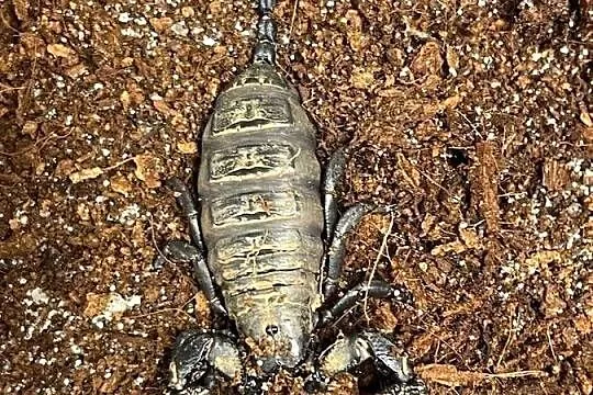 skorpion (Cheloctonus jonesii)