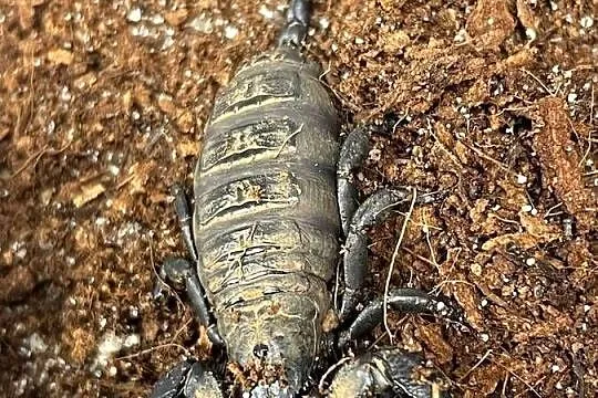 skorpion (Cheloctonus jonesii), Śląskie, Gliwice