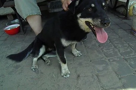 Mokasik, mały przyjazny pies,  śląskie Katowice