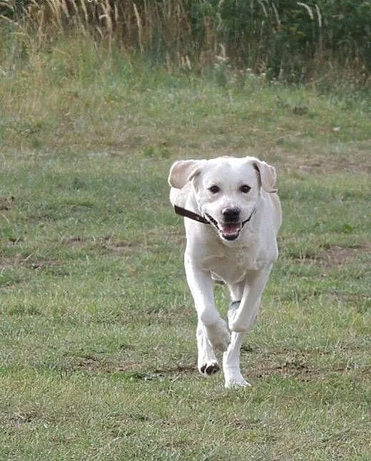 Morris młody labrador z Katowic szuka domu , śląs