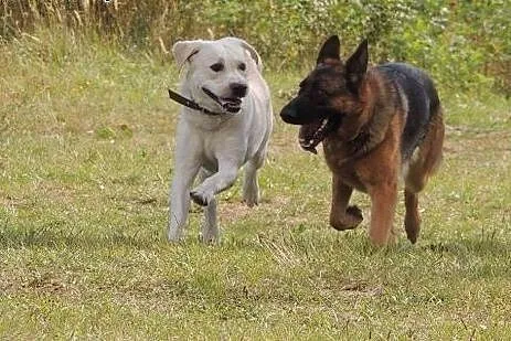 Morris młody labrador z Katowic szuka domu ,  śląs