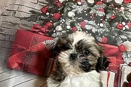 Shih-Tzu suczka gotowa do odbioru