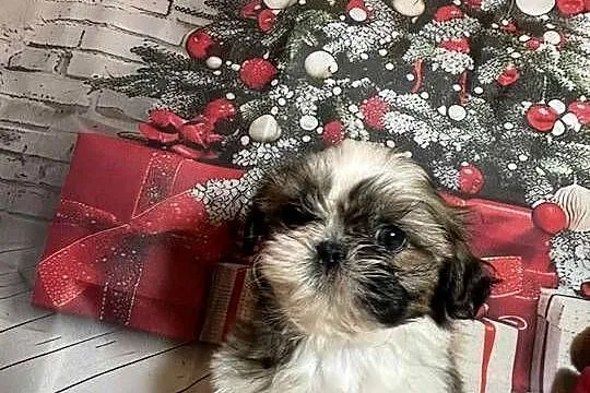 Shih-Tzu suczka gotowa do odbioru