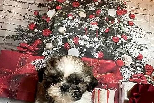 Shih-Tzu suczka gotowa do odbioru, Opolskie, Strzelce Opolskie
