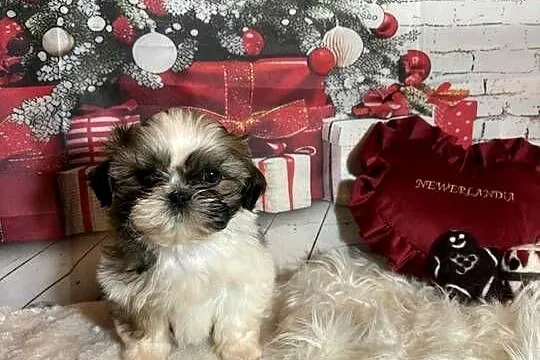 Shih-Tzu suczka gotowa do odbioru, Opolskie, Strzelce Opolskie