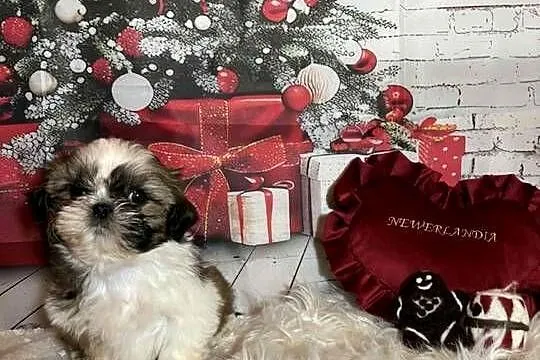 Shih-Tzu suczka gotowa do odbioru, Opolskie, Strzelce Opolskie
