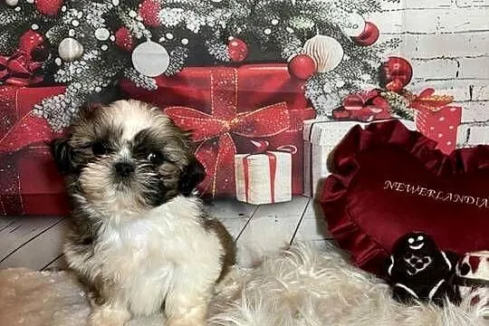 Shih-Tzu suczka gotowa do odbioru, Opolskie, Strzelce Opolskie