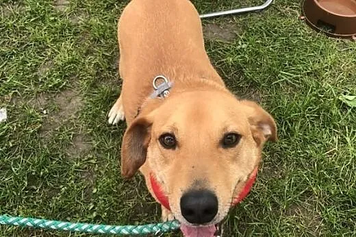 JULEK - rezolutny, roześmiany piesek do adopcji!, 