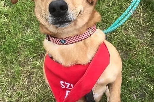 JULEK - rezolutny, roześmiany piesek do adopcji!, 