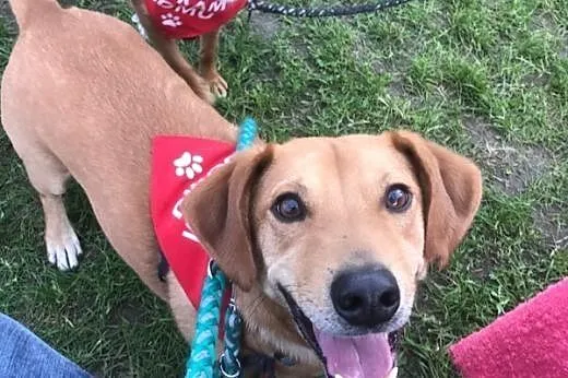 JULEK - rezolutny, roześmiany piesek do adopcji!, 