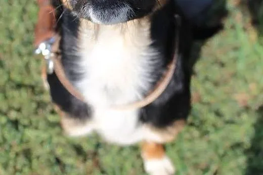 Lego- mały pieszczoszek do adopcji!,  mazowieckie 