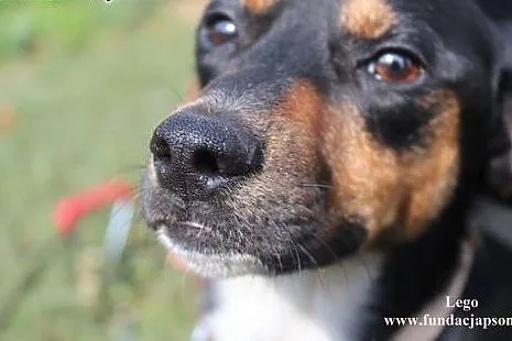 Lego- mały pieszczoszek do adopcji!,  mazowieckie 