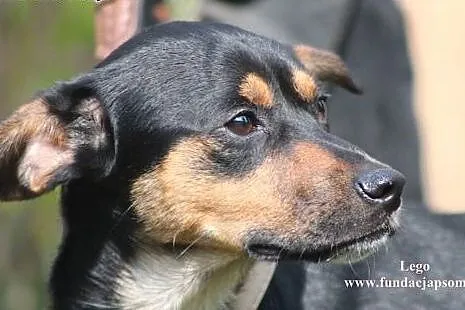 Lego- mały pieszczoszek do adopcji!,  mazowieckie 