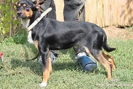 Lego- mały pieszczoszek do adopcji!,  mazowieckie 