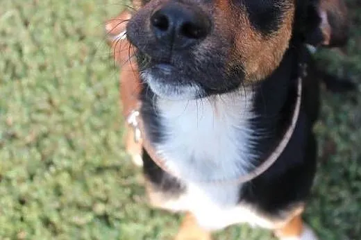 Lego- mały pieszczoszek do adopcji!,  mazowieckie 