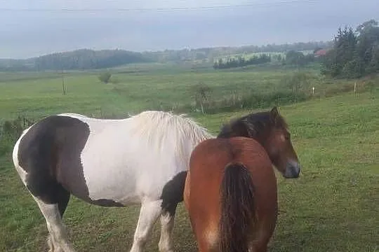 Sprzedam, Warmińsko-mazurskie, Giżycko