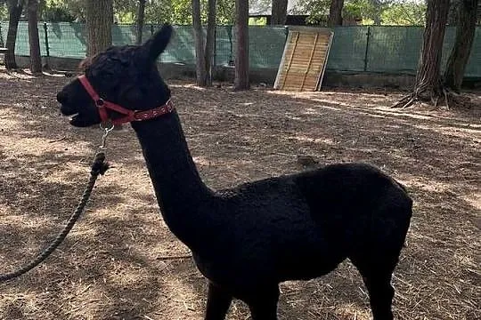 Stado 4 alpak samica i 3 samce alpaki suri huacaya, Mazowieckie, Warszawa