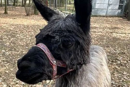Stado 4 alpak samica i 3 samce alpaki suri huacaya, Mazowieckie, Warszawa
