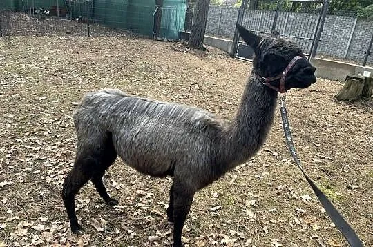 Stado 4 alpak samica i 3 samce alpaki suri huacaya, Mazowieckie, Warszawa
