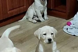 Piękne szczenięta rasy Labrador Retriever ZKwP FCI