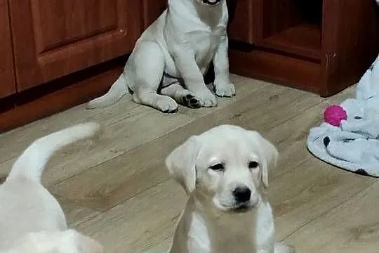 Piękne szczenięta rasy Labrador Retriever ZKwP FCI