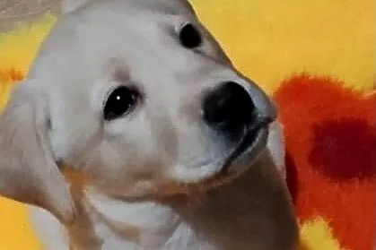 Piękne szczenięta rasy Labrador Retriever ZKwP FCI, Warmińsko-mazurskie, Nowe Miasto Lubawskie